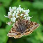 Braune Tageule (Euclidia glyphica)