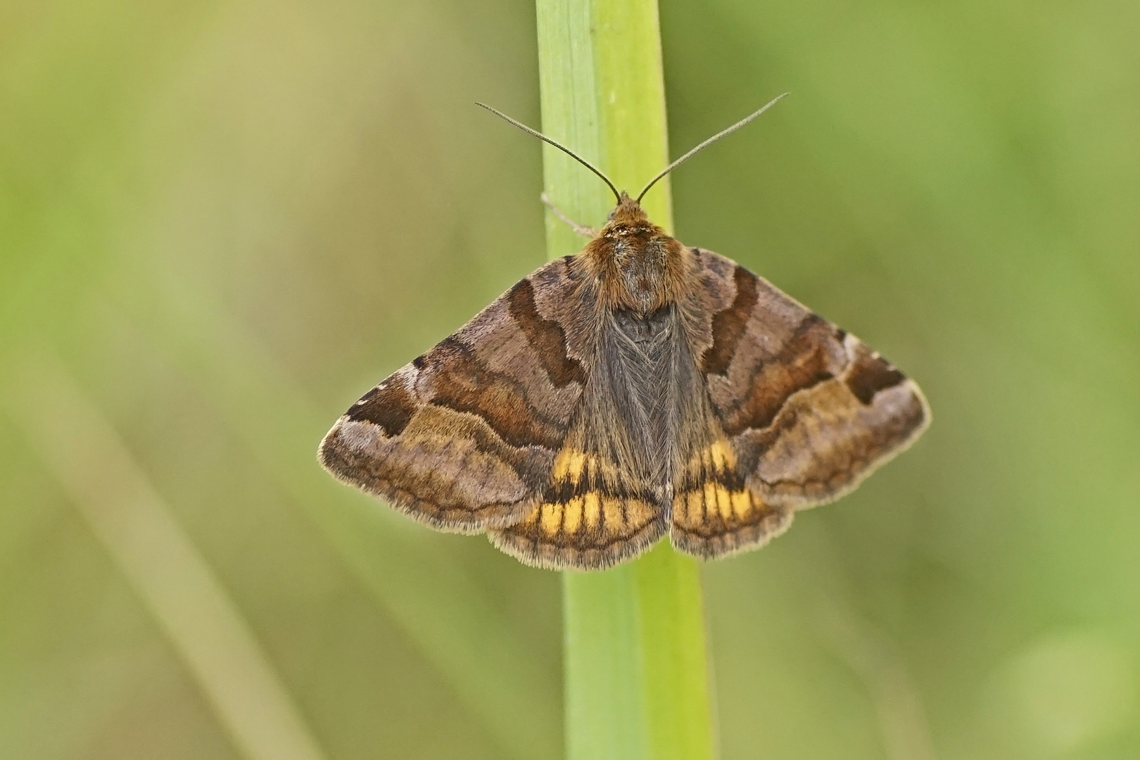 Braune Tageule (Euclidia glyphica)