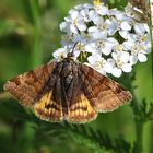 Braune Tageule (Euclidia glyphica)