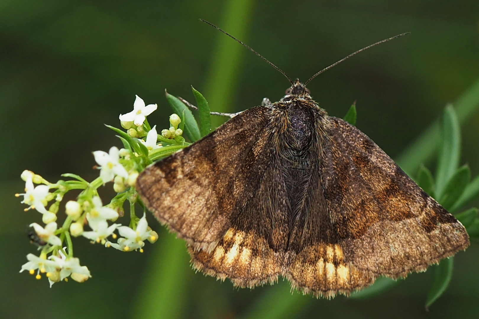 Braune Tageule (Euclidia glyphica)