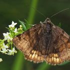 Braune Tageule (Euclidia glyphica)