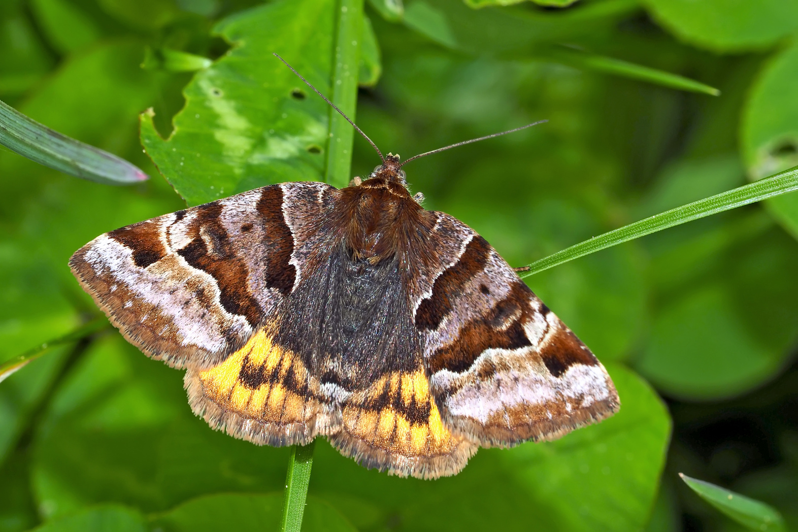 Braune Tageule (Euclidia glyphica) - La Doublure jaune.