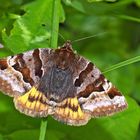 Braune Tageule (Euclidia glyphica) - La Doublure jaune.