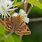 Braune Tageule, Euclidia glyphica - La Doublure jaune. 