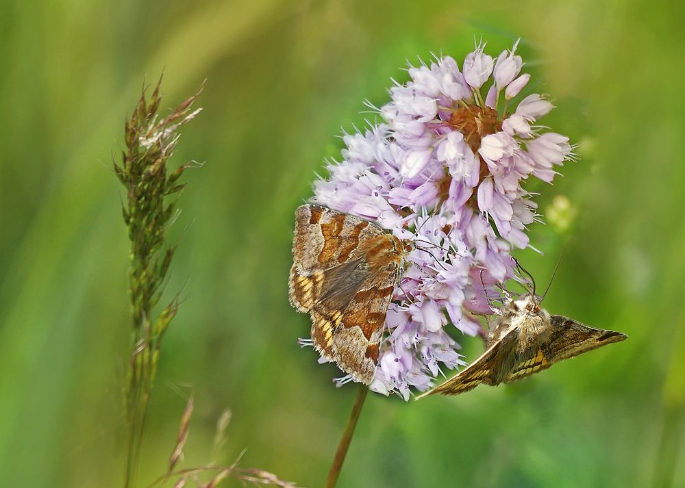 Braune Tageulen