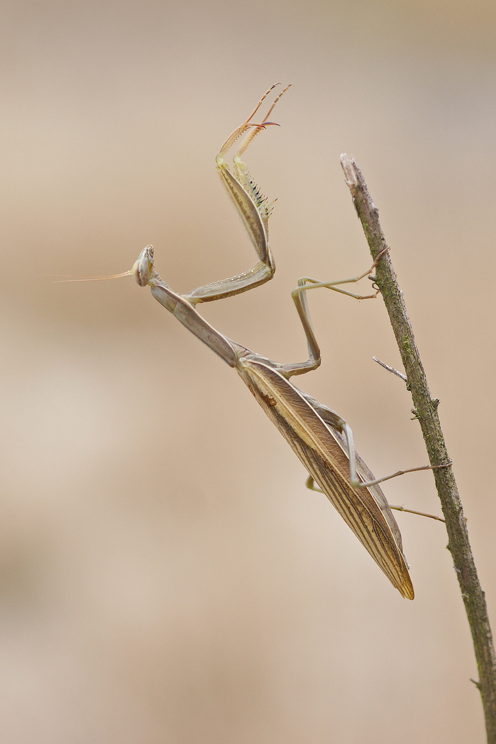 Braune Variante der Gottesanbeterin (Mantis religiosa)