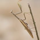 Braune Variante der Gottesanbeterin (Mantis religiosa)