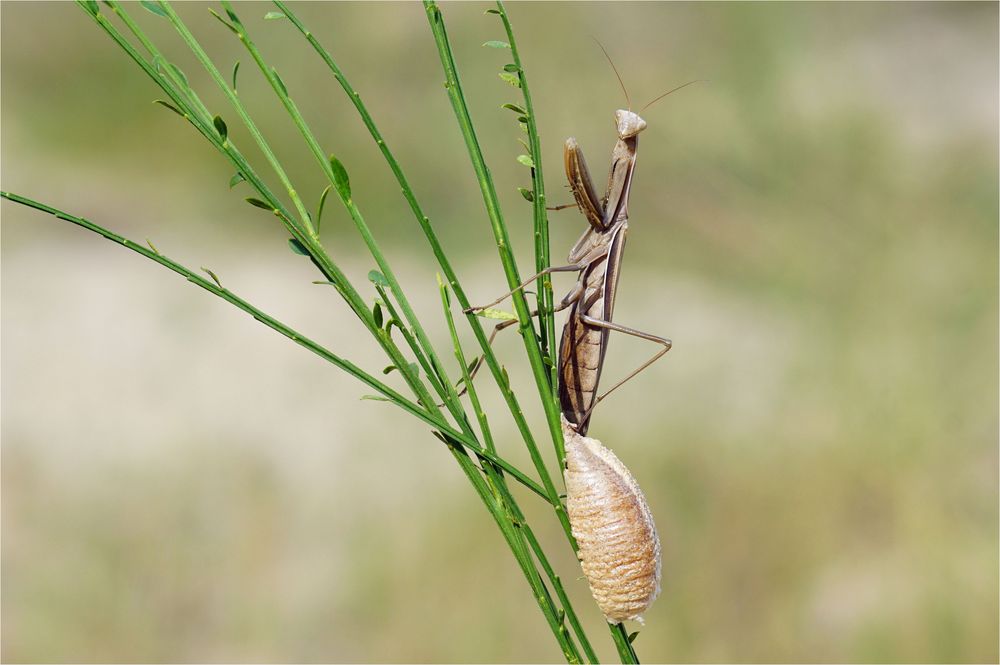 Braune Variante - Mantis religiosa - Europäische Gottesanbeterin