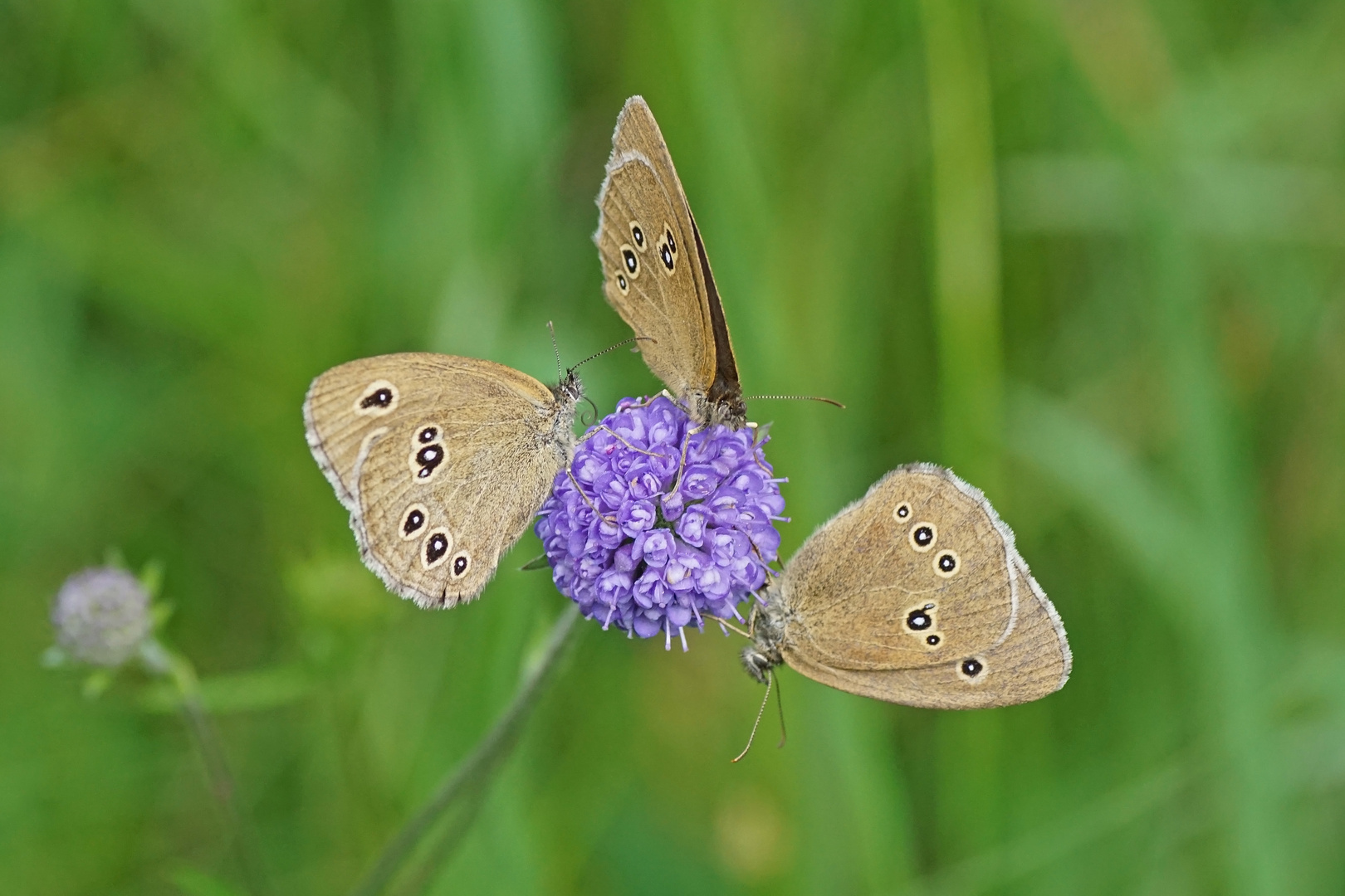 Braune Waldvögel (Aphantopus hyperantus)