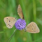 Braune Waldvögel (Aphantopus hyperantus)