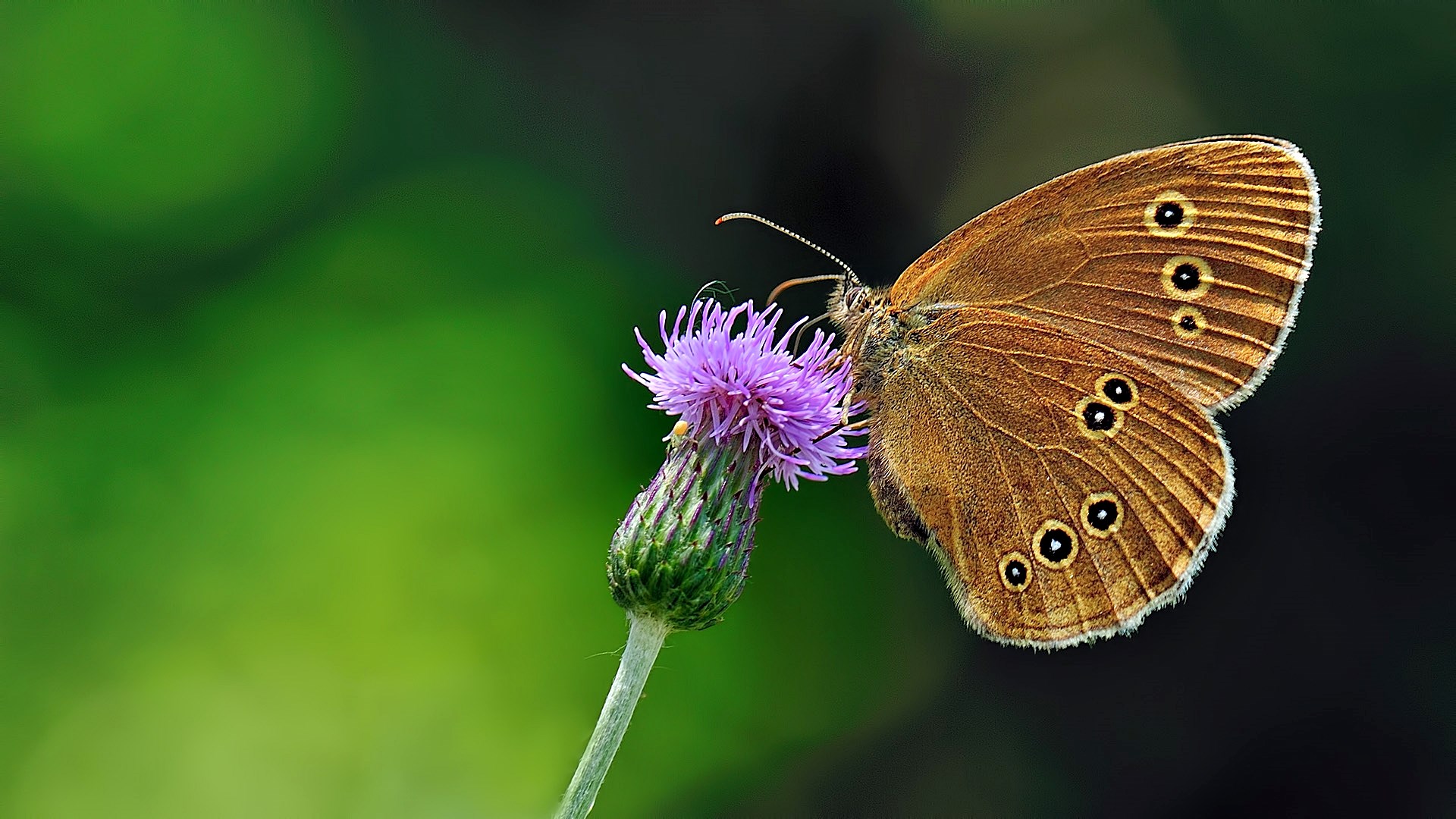 Braune Waldvogel