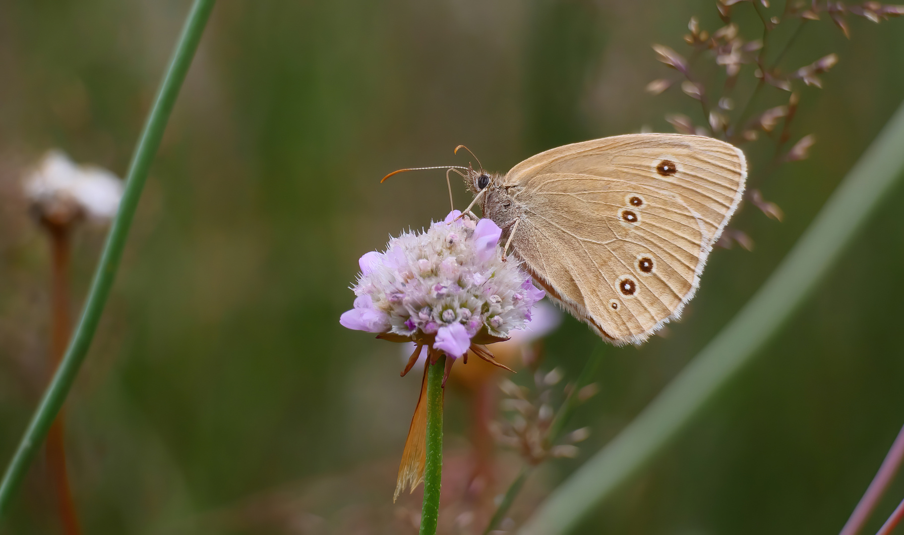 * Braune Waldvogel *