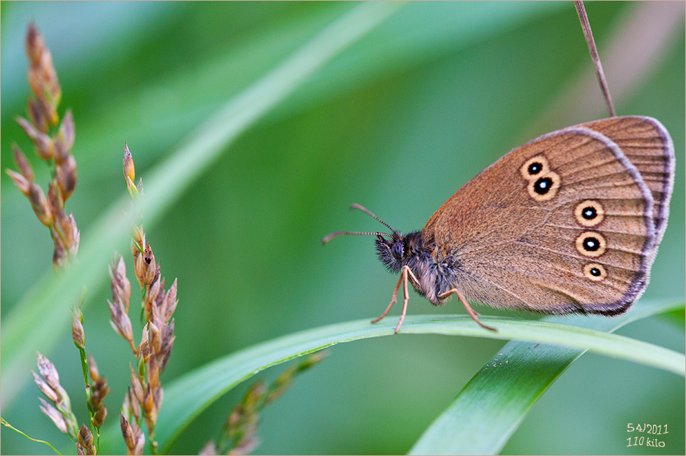 Braune Waldvogel