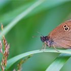 Braune Waldvogel