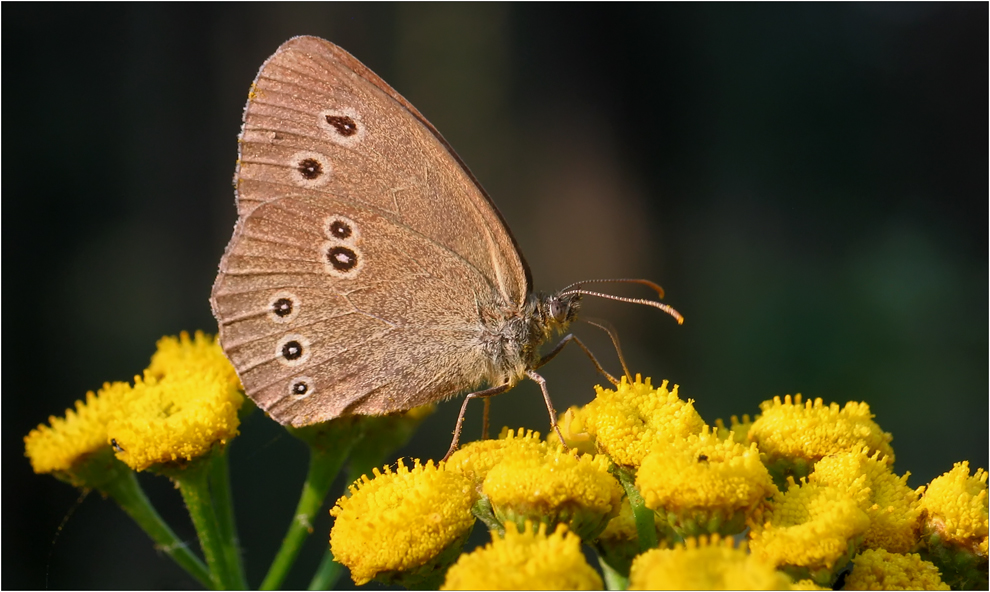 Braune Waldvogel (Aphantopus hyperantus)