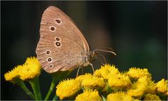 Braune Waldvogel (Aphantopus hyperantus)