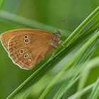 Braune Waldvogel (Aphantopus hyperantus) 