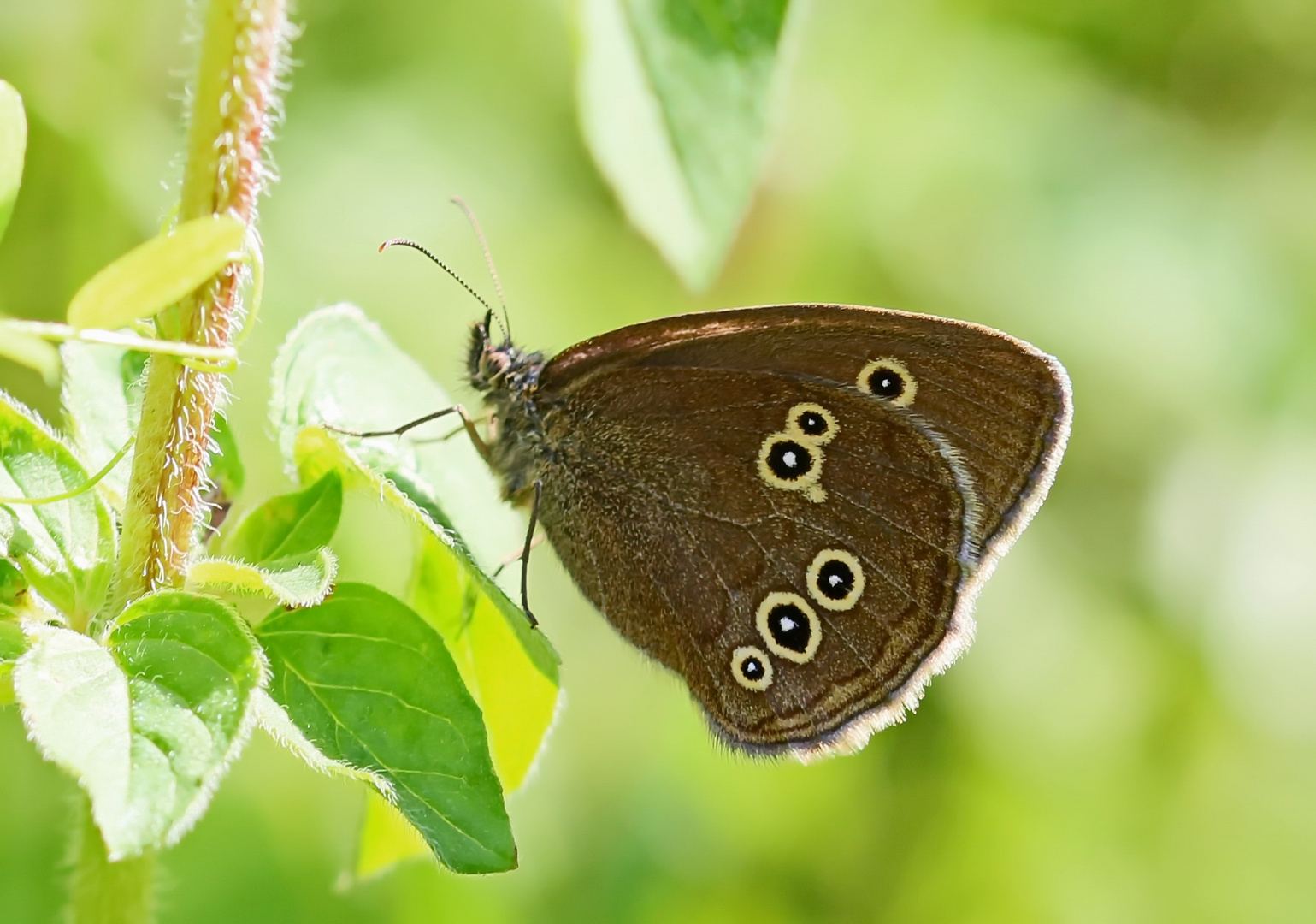 Braune Waldvogel