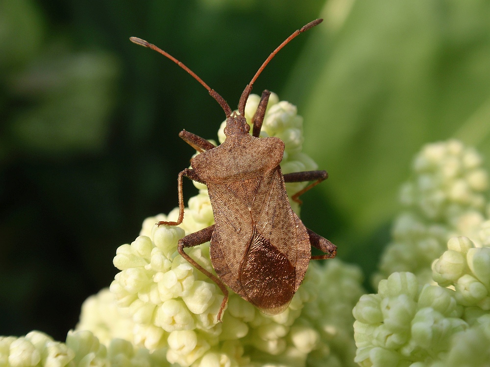 Braune Wanze auf Rhabarberblüte - Lederwanze (Coreus marginatus)