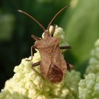 Braune Wanze auf Rhabarberblüte - Lederwanze (Coreus marginatus)