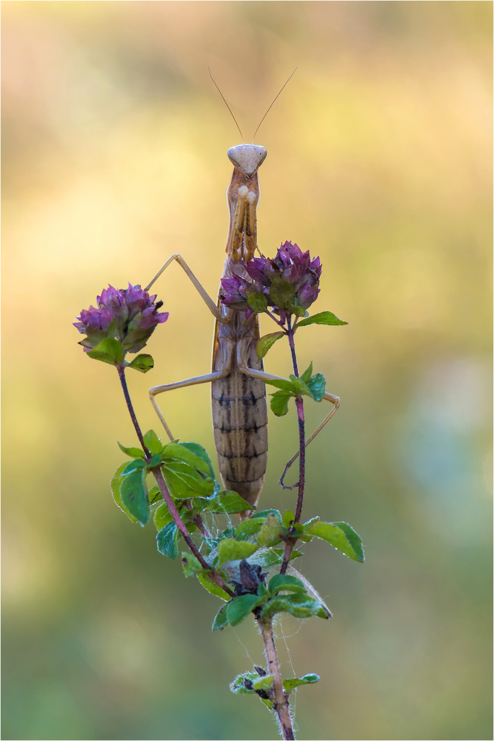 braune weibliche Mantis religiosa