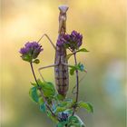 braune weibliche Mantis religiosa