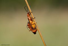 Braune Weichkäfer im Glück :-))