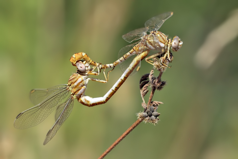 Braune Zangenlibelle bei der Paarung