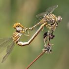 Braune Zangenlibelle bei der Paarung