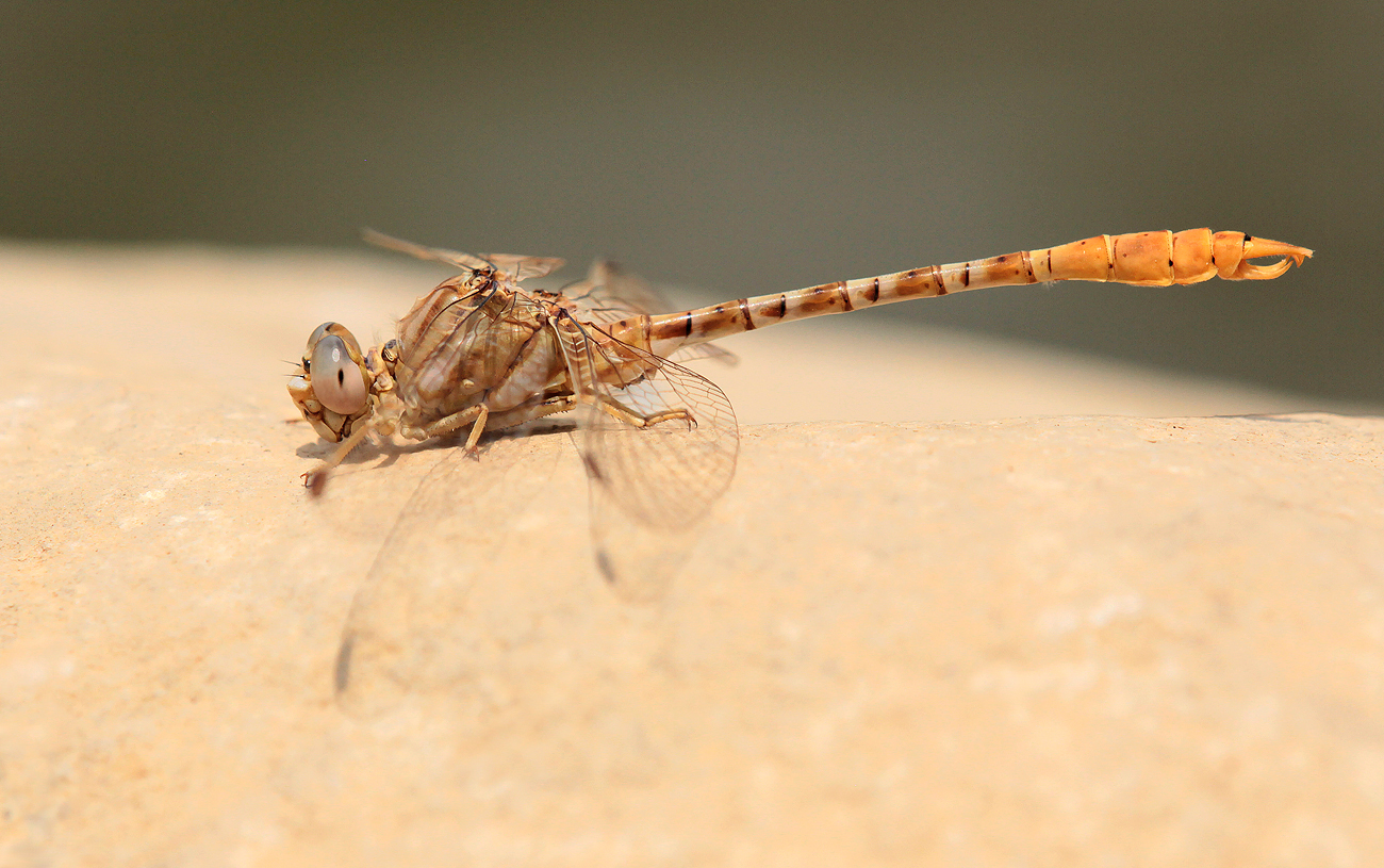 Braune Zangenlibelle (Spanien)