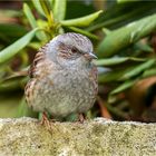 Braunellchen auf der Natursteinkante hockte ......