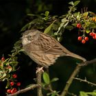 Braunelle in der Hecke