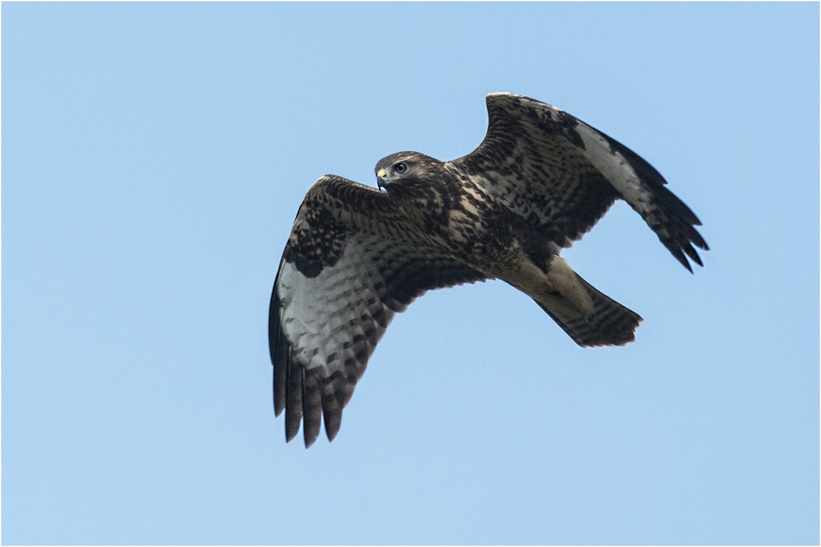 "Brauner" am Himmel