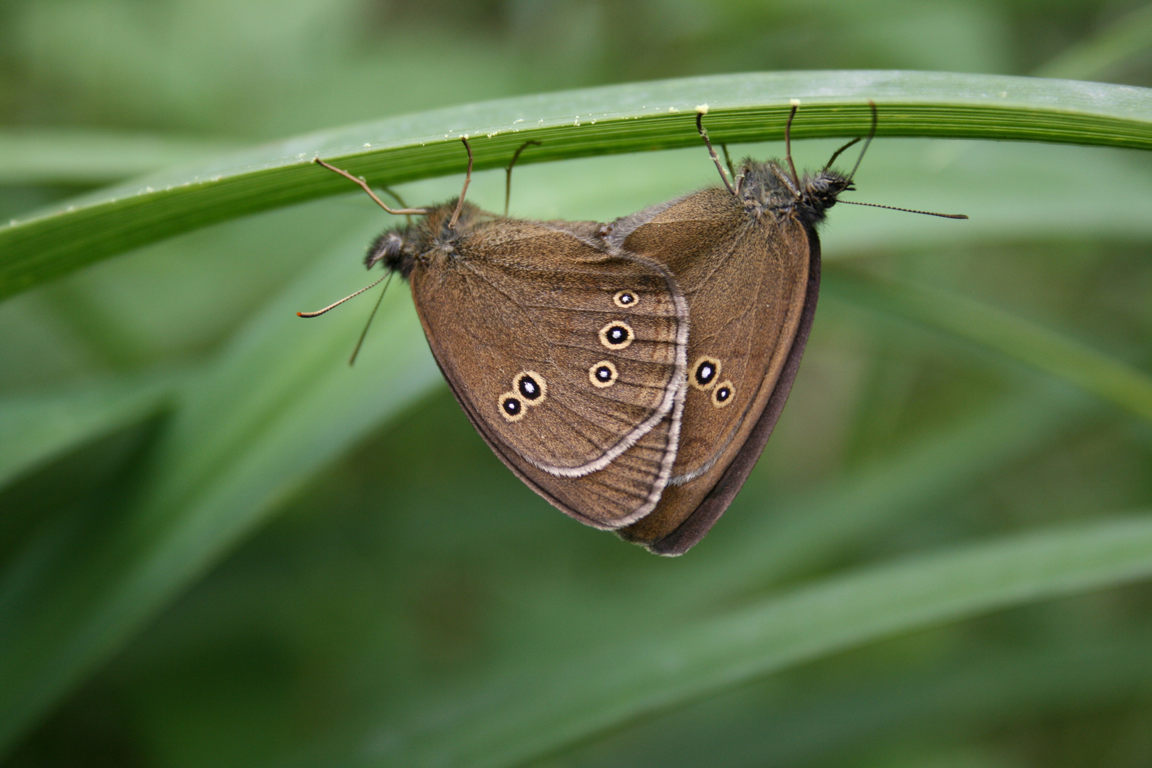 brauner Augenfalter