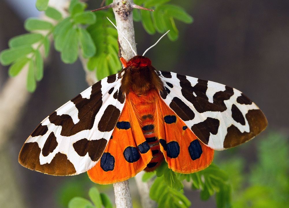 Brauner Bär Foto & Bild | tiere, wildlife, schmetterlinge Bilder auf