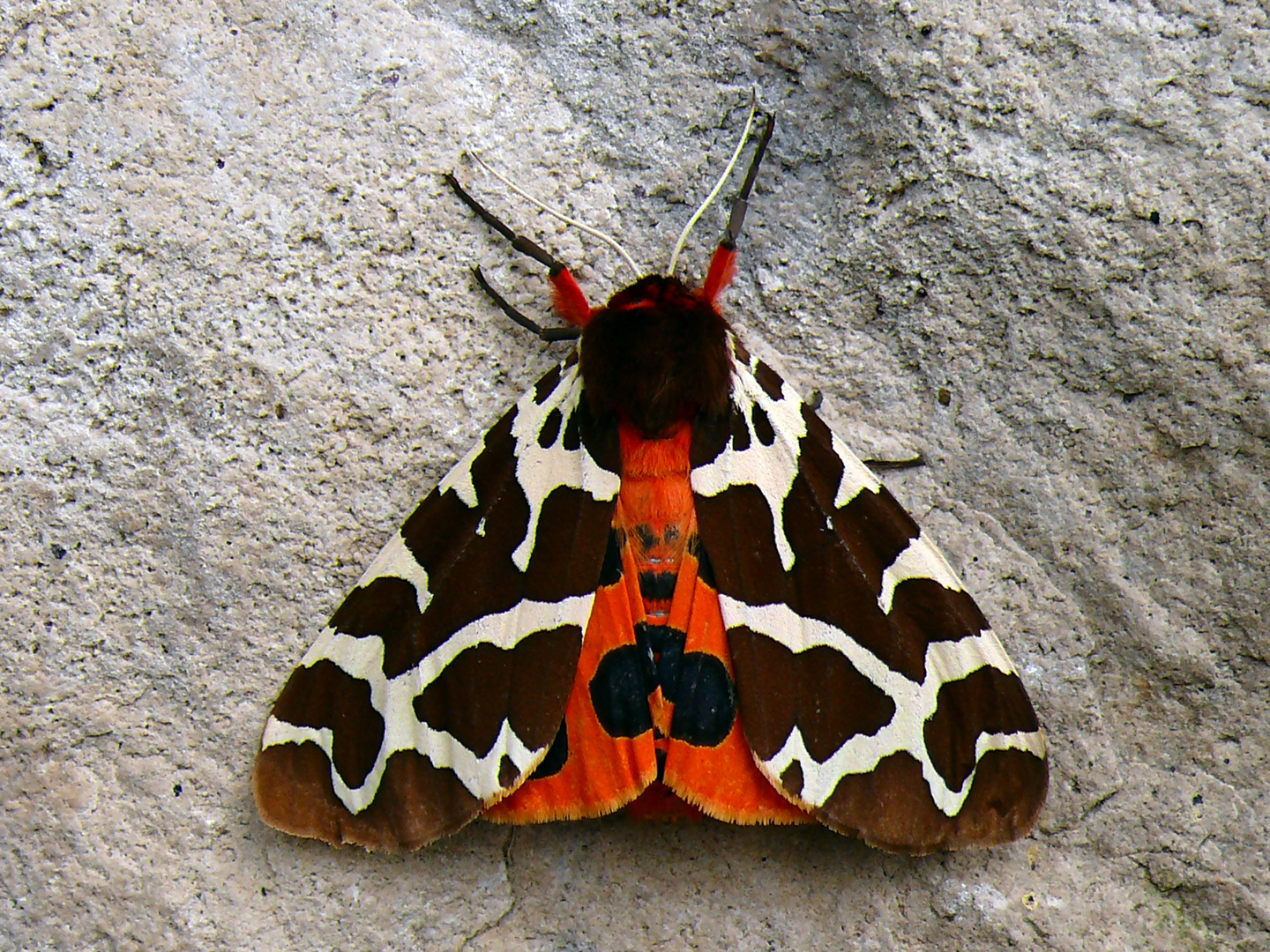 Brauner Bär 2 - Arctia Caja 2 - HARZ