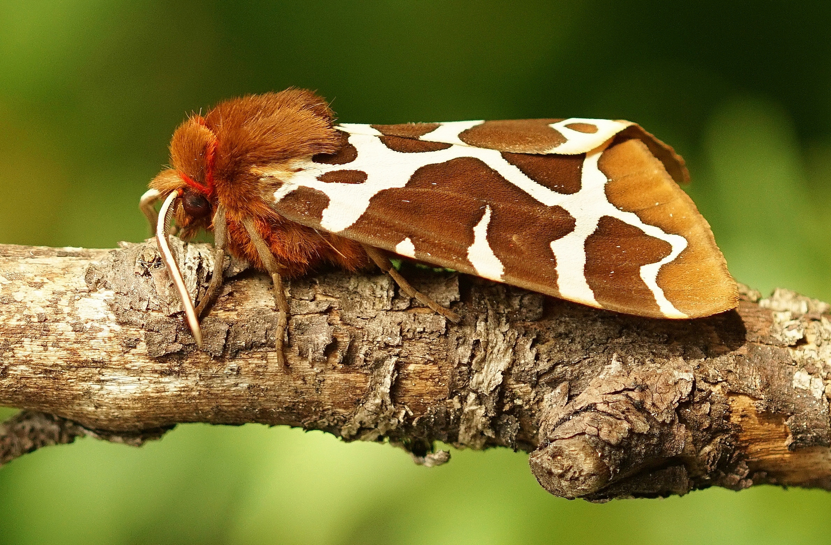 Brauner Bär 2 Foto & Bild | schmetterlinge & co, makro, natur Bilder