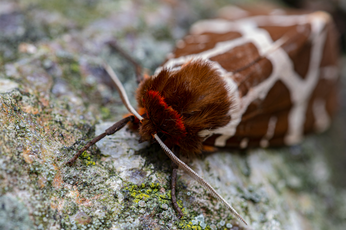 Brauner Bär