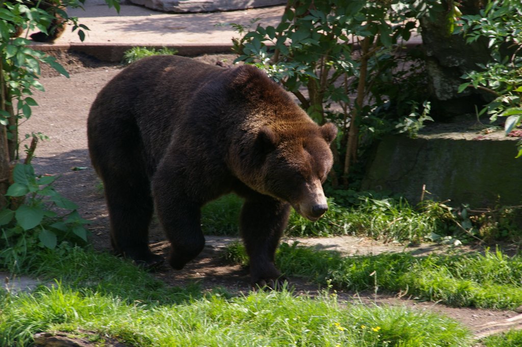 brauner Bär