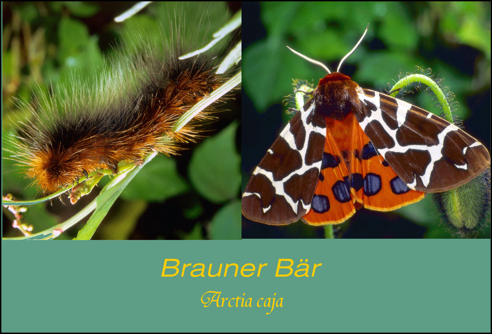 Brauner Bär