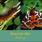 Brauner Bär