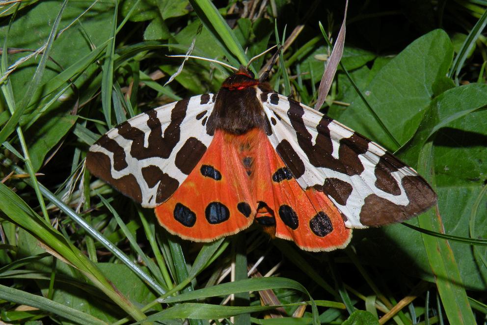 Brauner Bär ( Arctia caja )