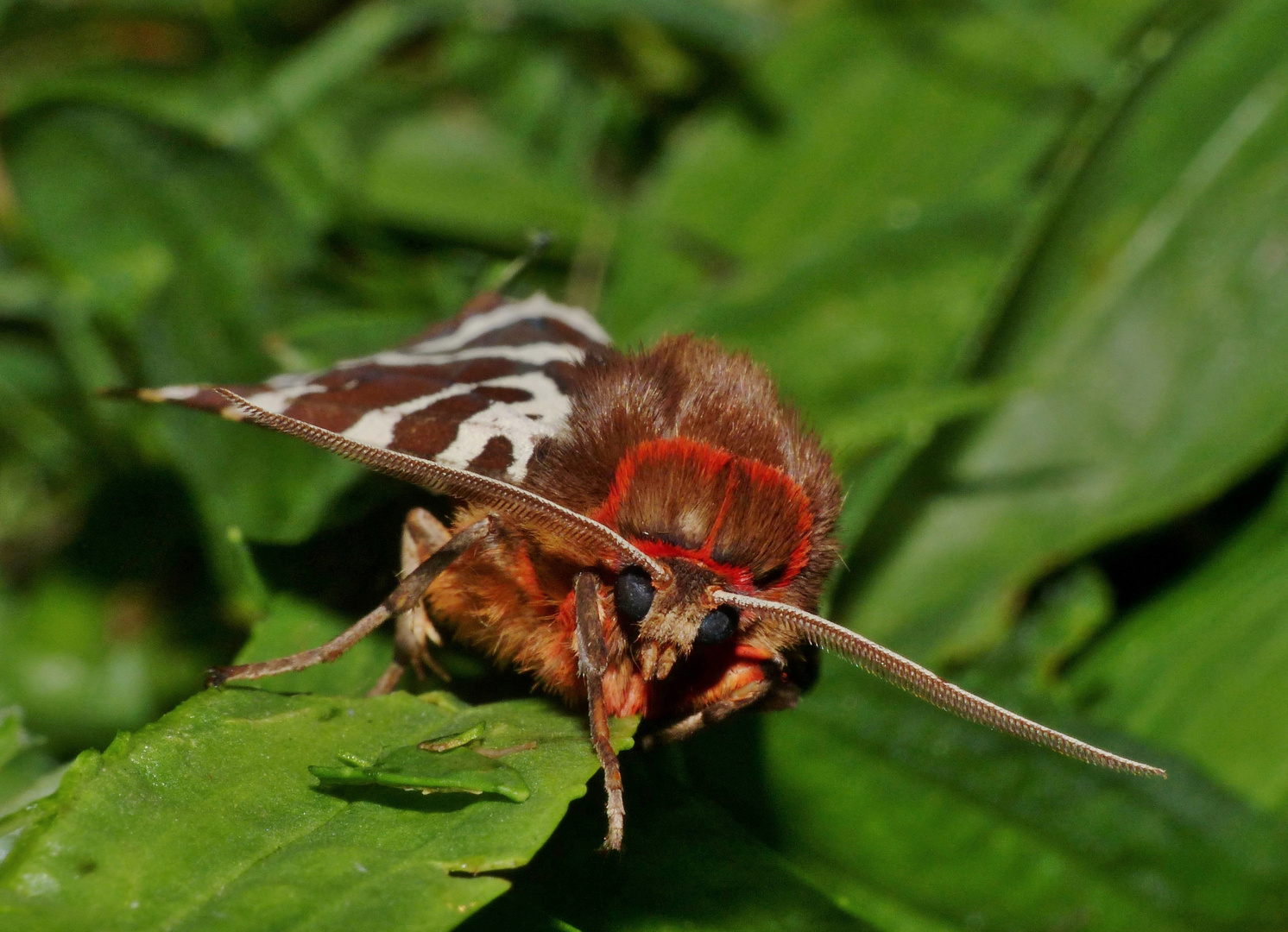 Brauner Bär (Arctia caja)