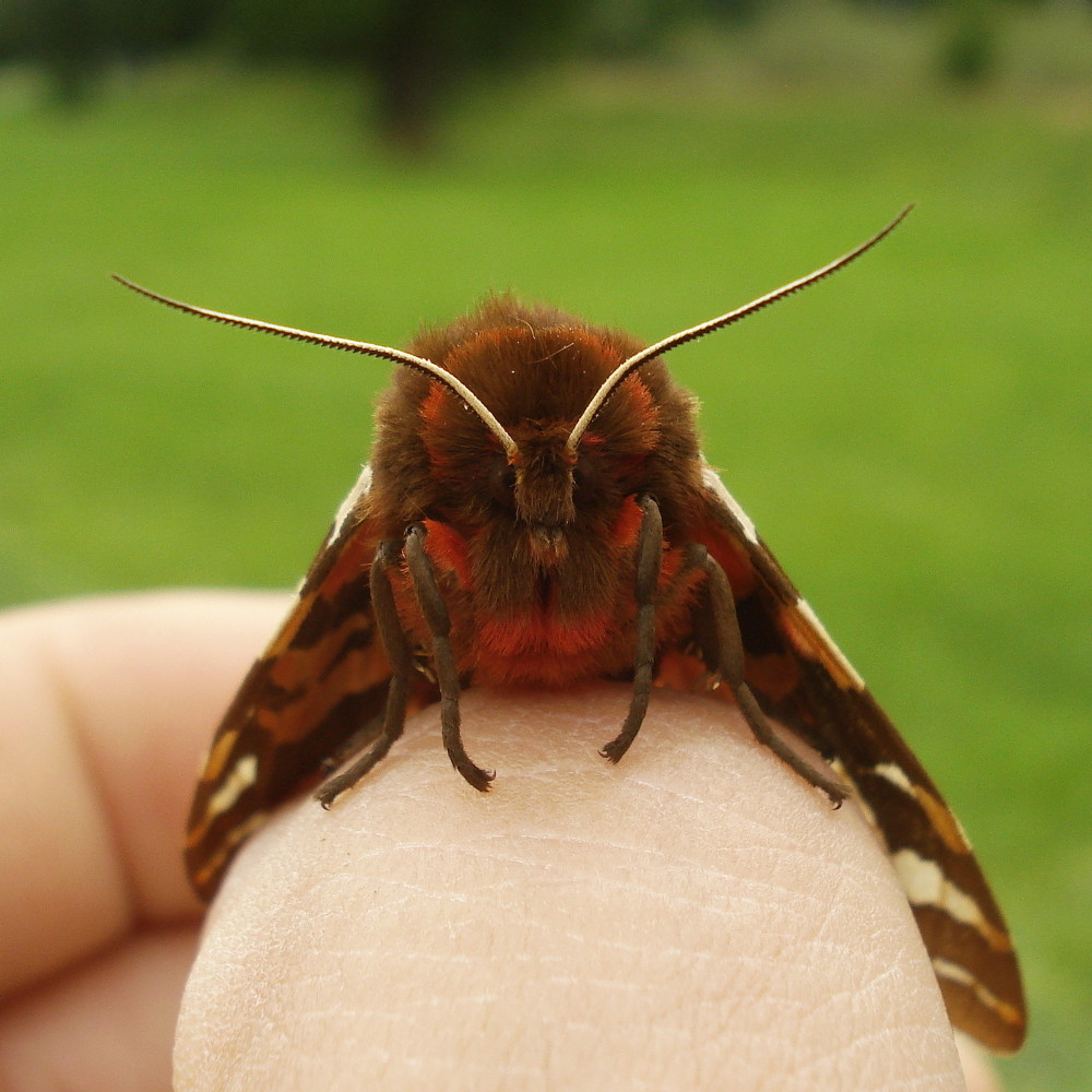 Brauner Bär (Arctia caja) I