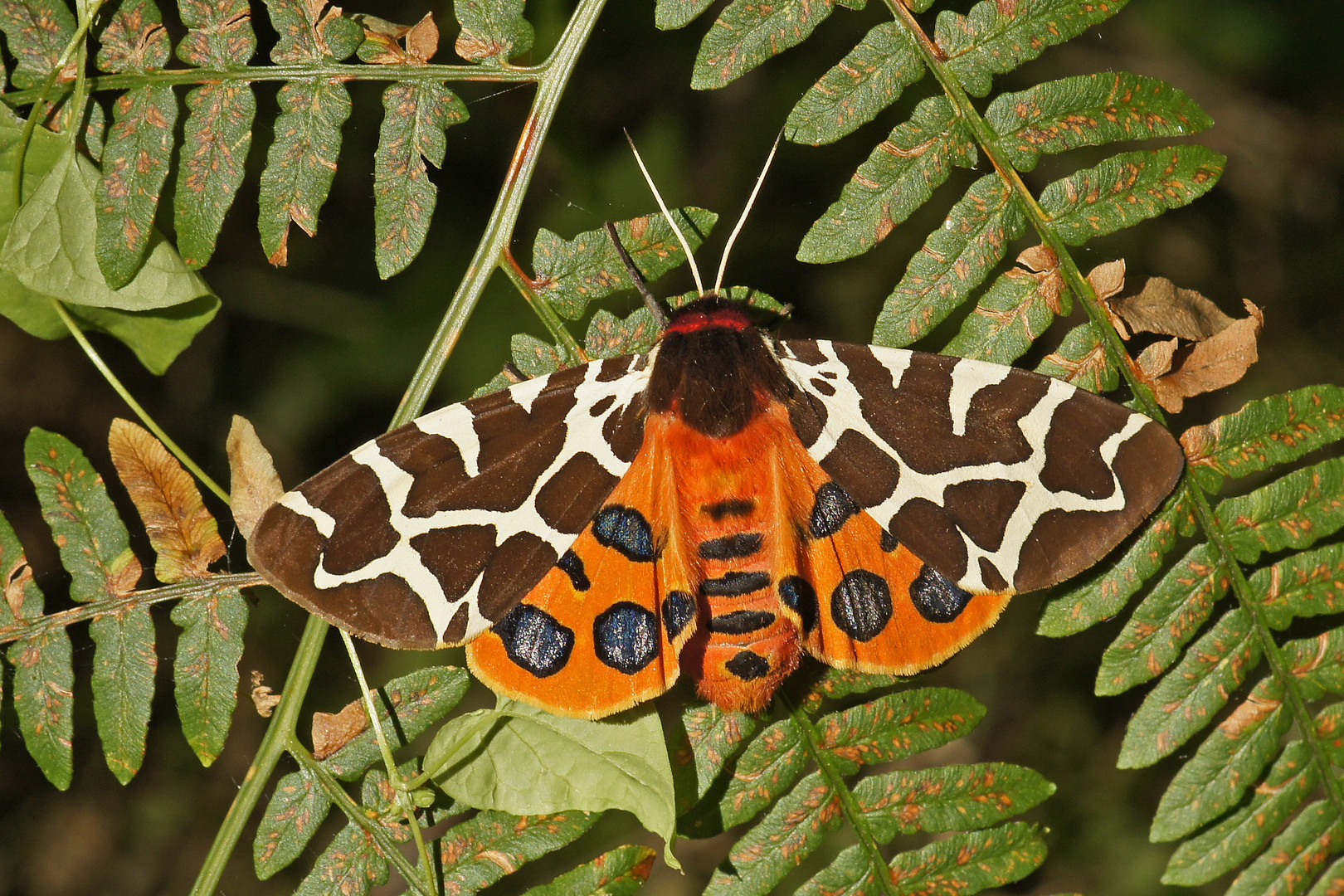 Brauner Bär (Arctia caja), Weibchen