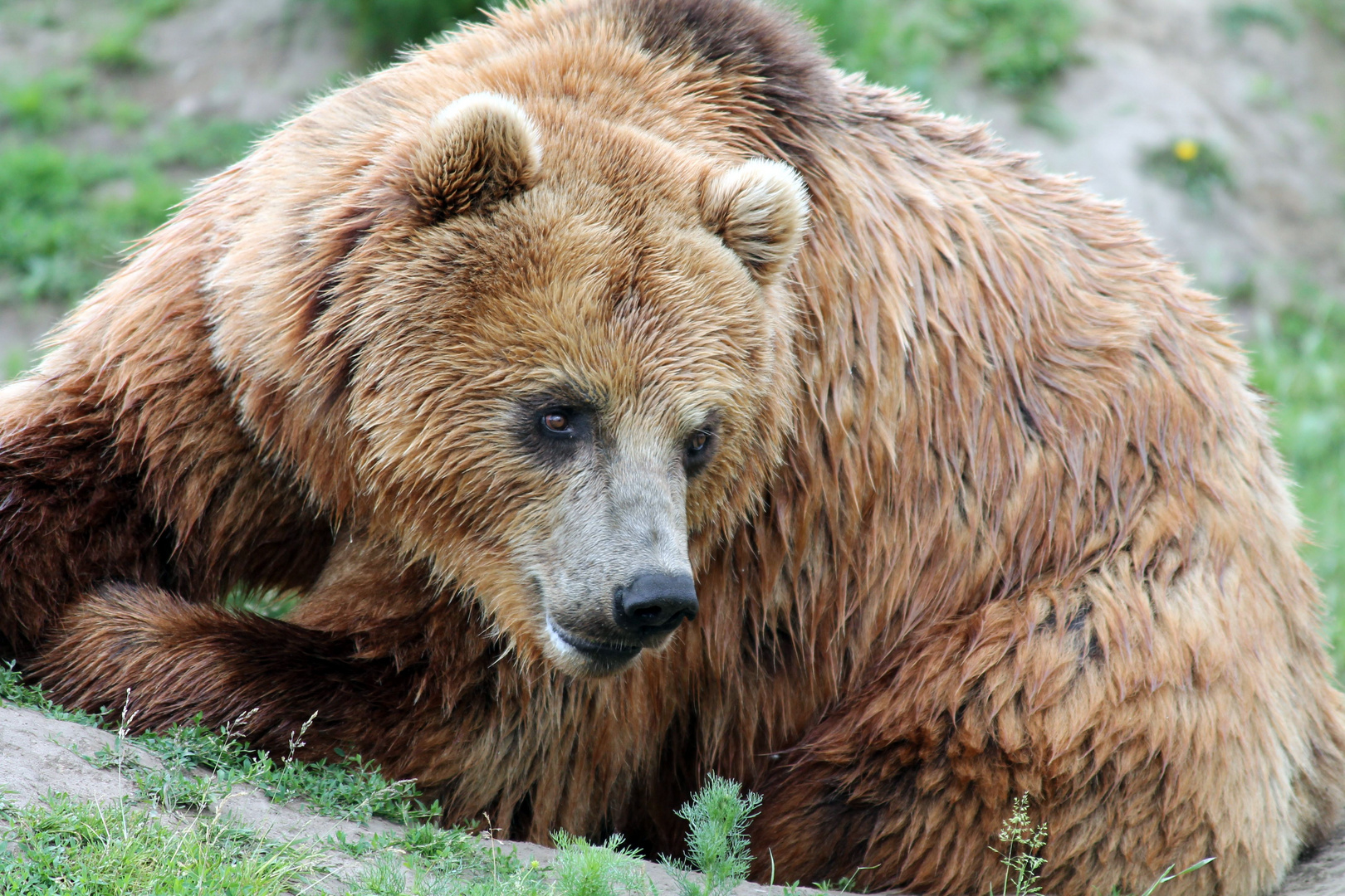 Brauner Bär