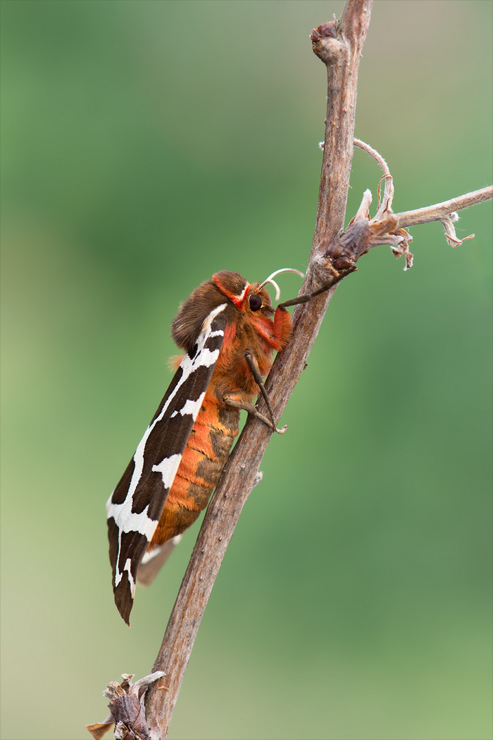 Brauner Bär