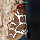 Brauner Bär im Schatten ... 