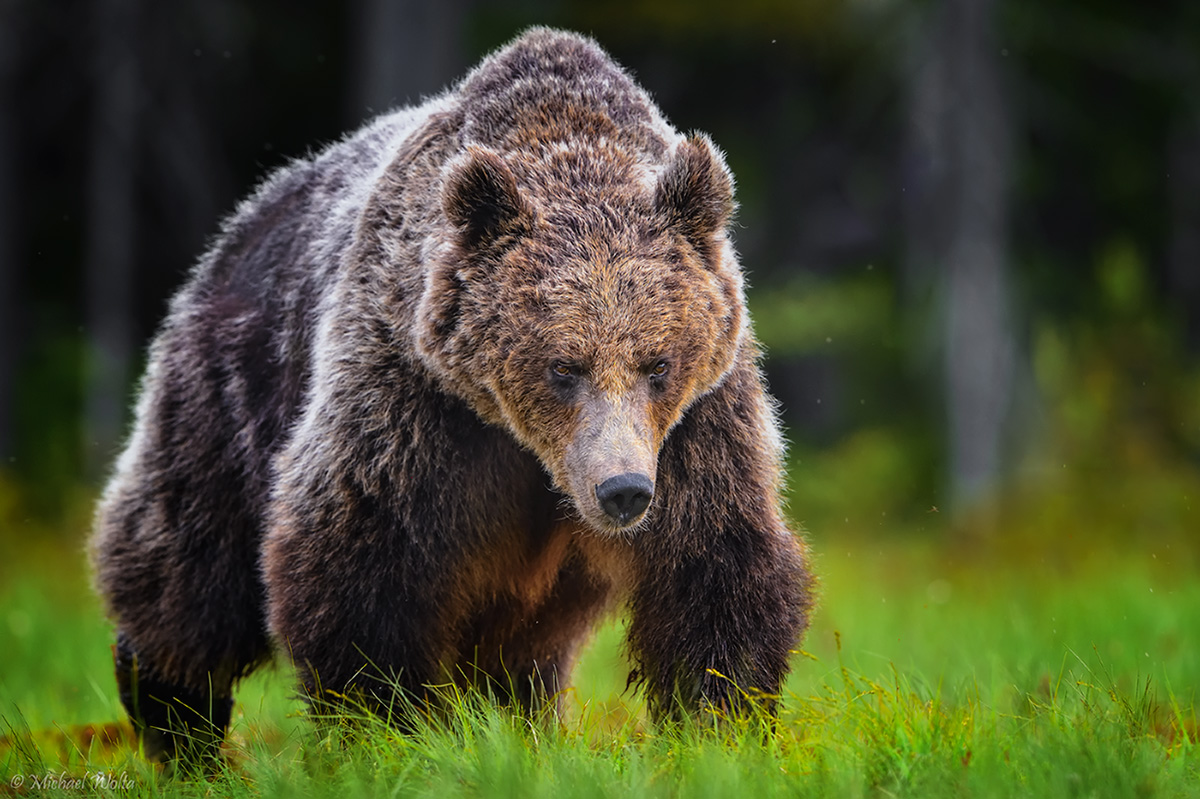 Brauner Bär im Sumpf