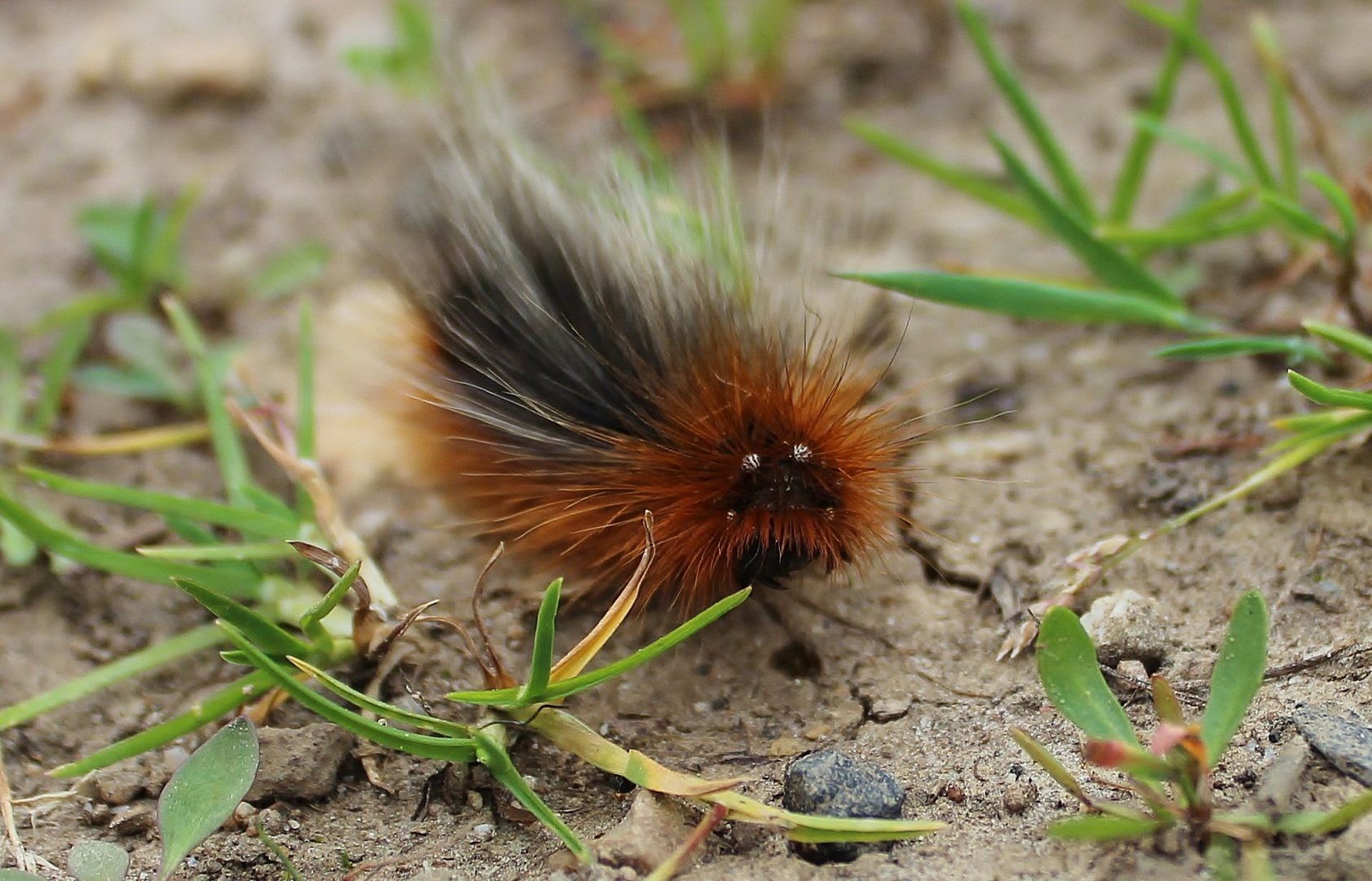 Brauner Bär in der Dover Heide